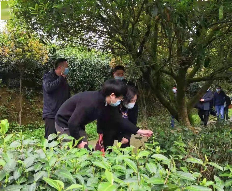 衢州市统计局王苏仙副局长一行赴御玺明代贡茶园考察