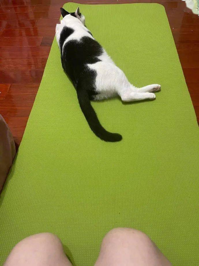 一拿出瑜伽垫猫就趴上去睡从小到大都这样也不挠好奇怪