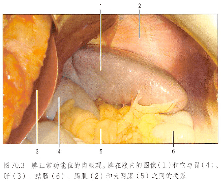 解剖丨脾,腎上腺,泌尿生殖發育,腎和輸尿管_結構_動脈血_男性