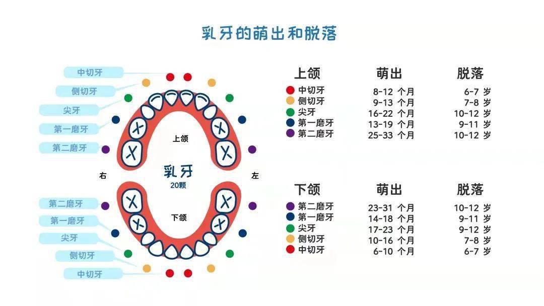 儿童自六岁左右,恒牙开始萌出,乳牙依次替换,到12周岁左右,乳牙替换