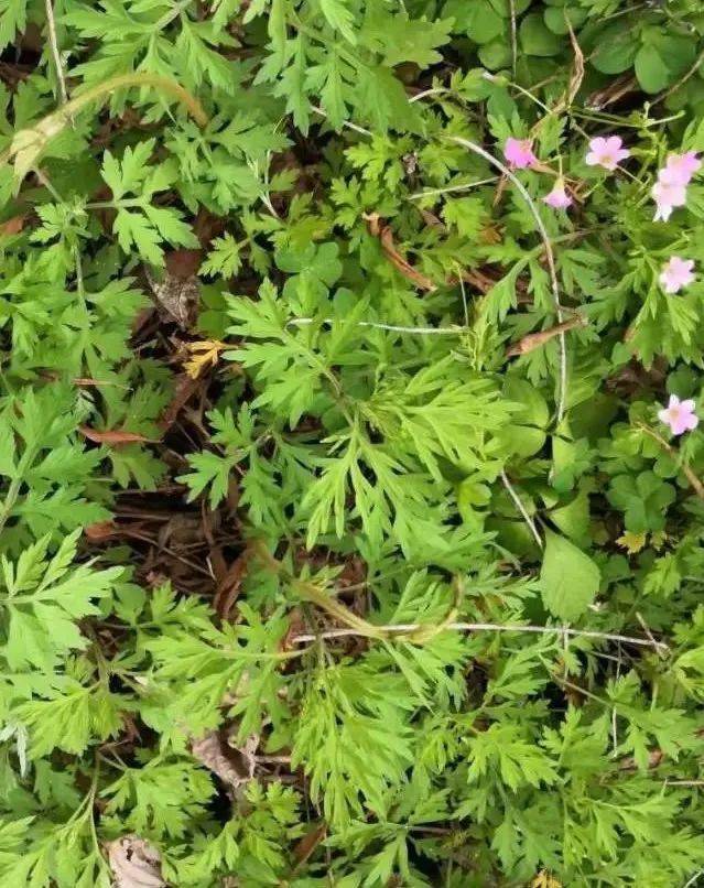 南雄惊现雷公屎美食
