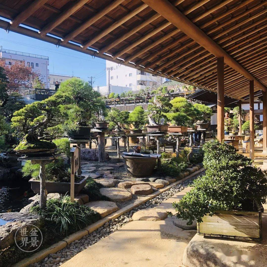 造价超10亿日本最美的盆景园