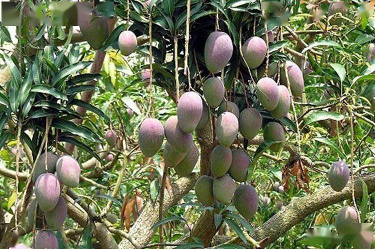 红凯特芒果种植技术