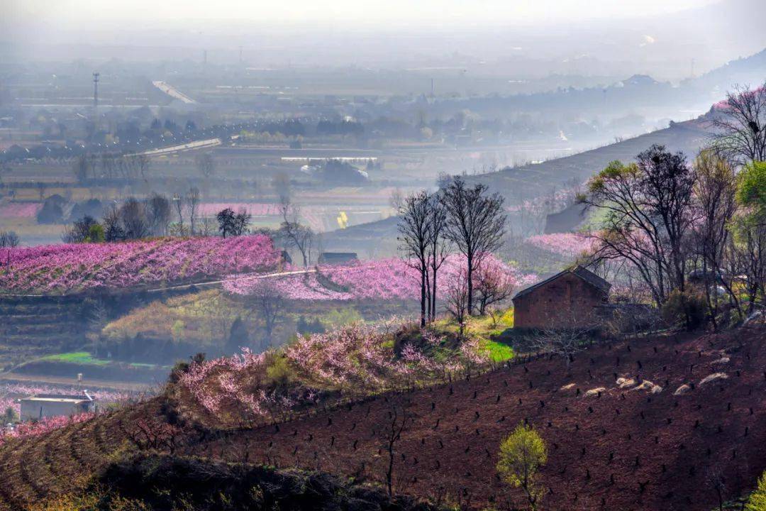 鄠邑蒋村街道柳泉口村_桃花_改造_活动