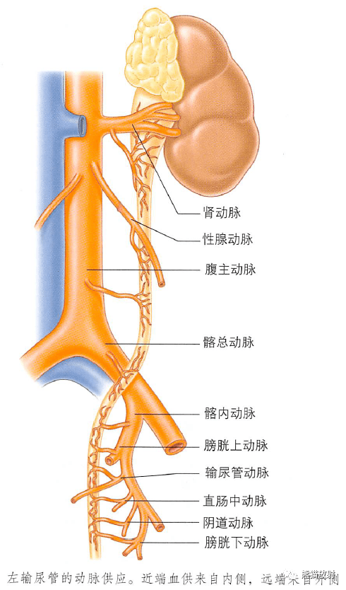 肾脏动脉解剖图图片