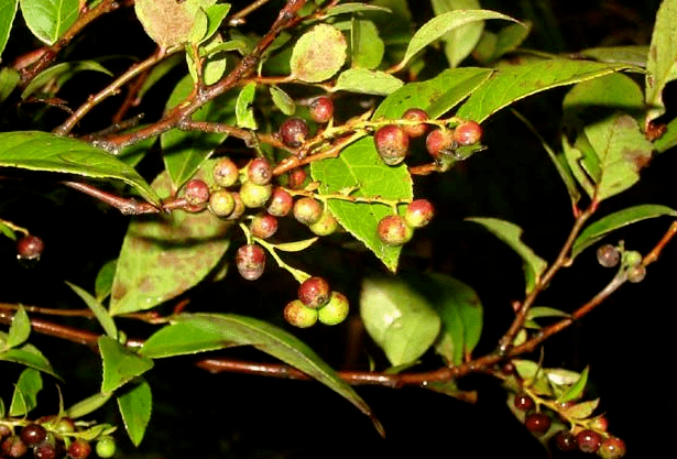 福建各地清明果丨舌尖上的美食心头上的乡愁