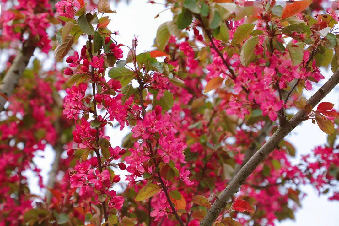 来衢州智慧新城邂逅一场花事~_关山樱_海棠_红色