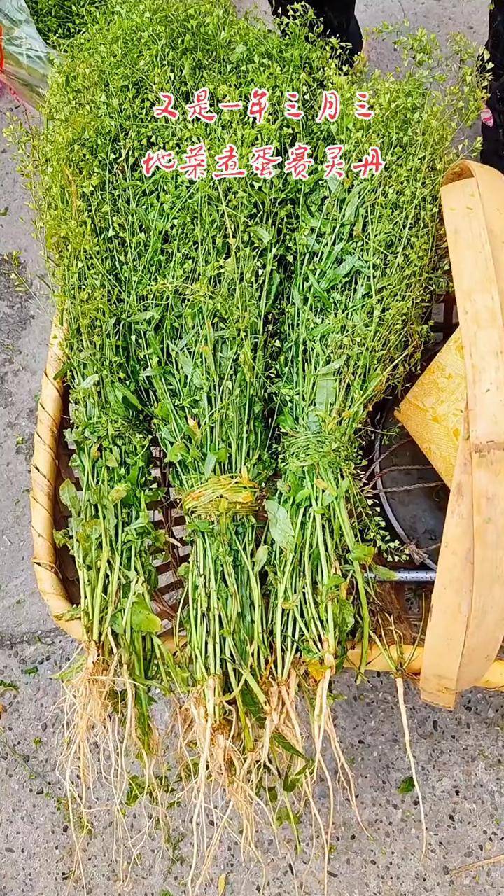 又是一年三月三,地菜煮蛋赛灵丹#湖南衡阳 #三月三地菜煮鸡蛋 #荠菜煮