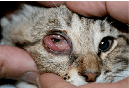 图6 猫的单侧结膜炎和球结膜水肿,临床症状为猫衣原体引起的上呼吸道