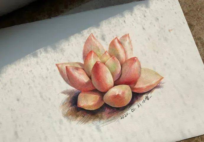 彩铅教程多肉植物过程图