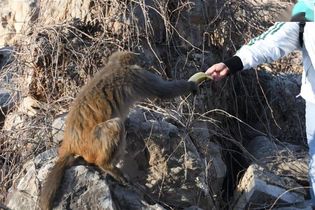 徐水劉伶公園來了位不速之客_猴子_徐水吧_靈猴