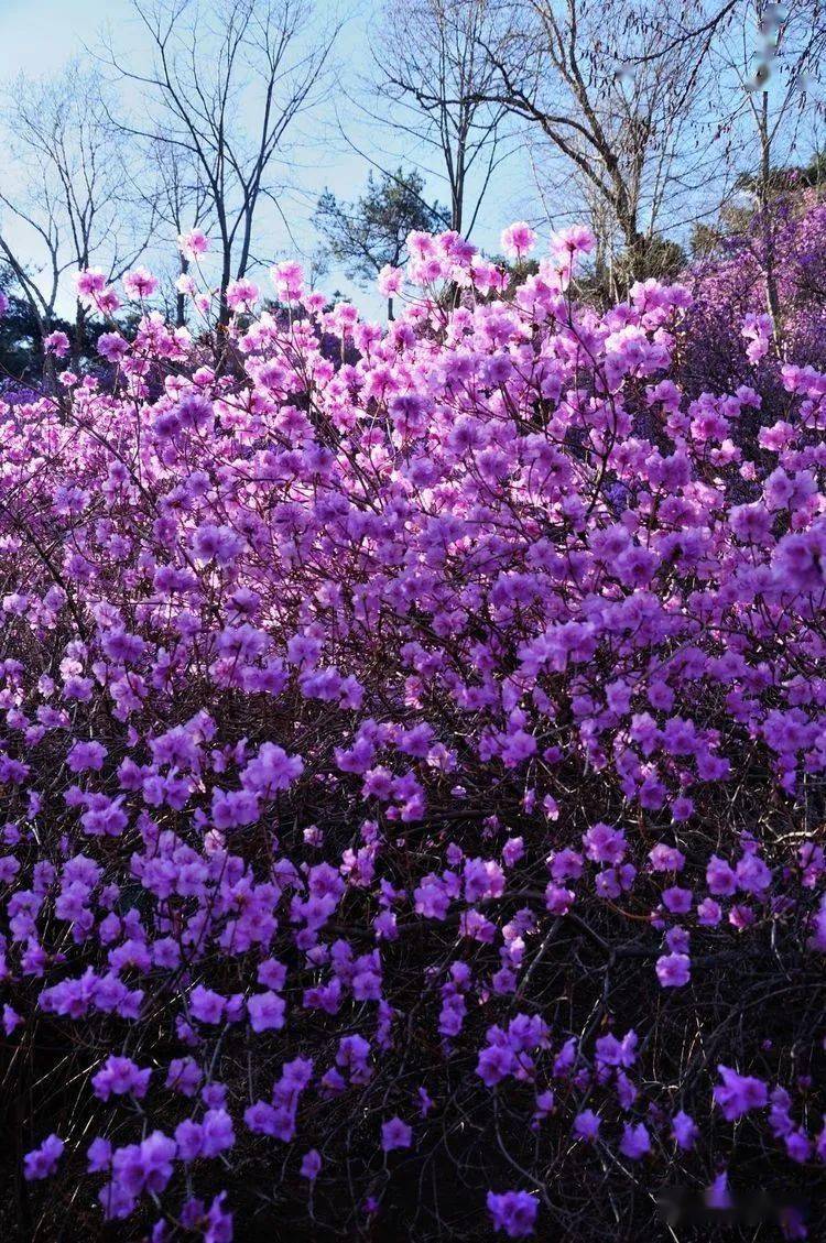 云赏花:五莲的蓝槿花盛放_兰槿_九仙山_漫山遍野