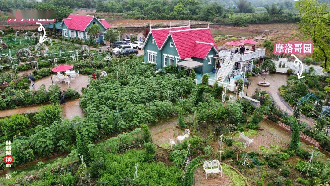 桂林红顶花园的绣球花开啦!