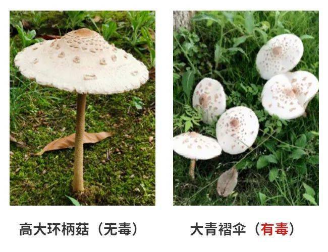 又雙叒叕有人毒蘑菇中毒這些蘑菇真的不能吃