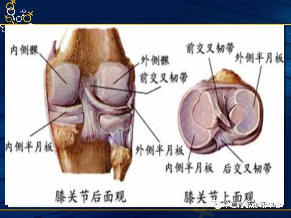 髖,膝關節解剖及常見疾病_內容_影像診斷中心_圖片