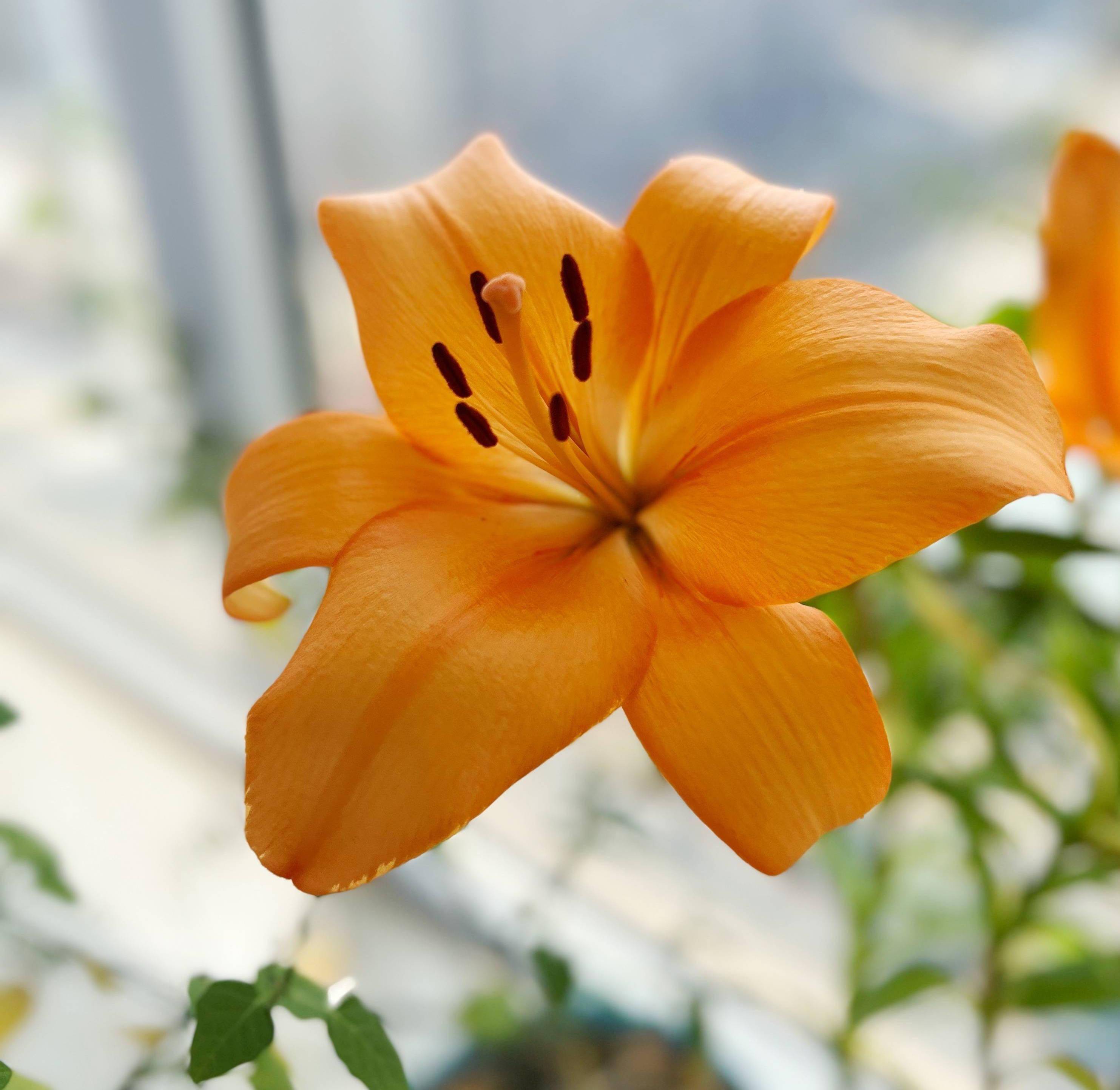 百合花的3个种植小技巧 开花 碗口大 芳香美丽 连年开花 土壤 种球 盆栽