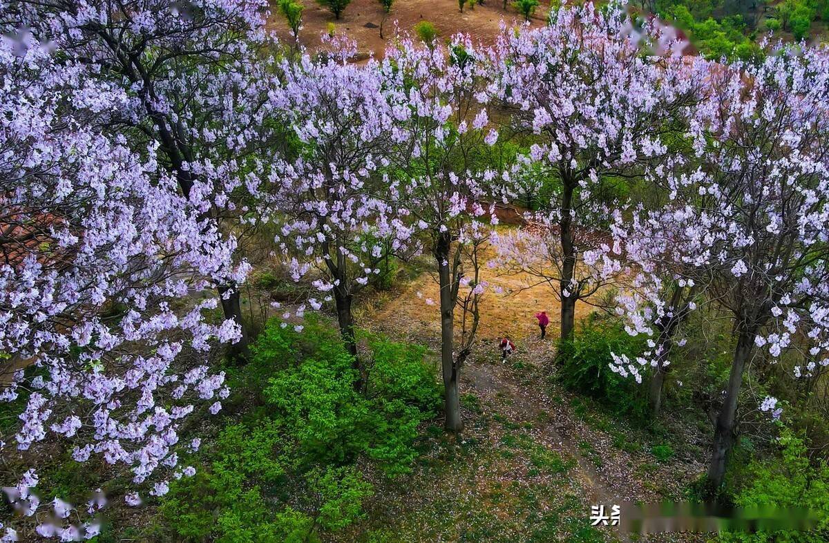 2022年4月4日,雲南,藏在昆明尋甸縣柯渡鎮深山中的紫色浪漫---泡桐