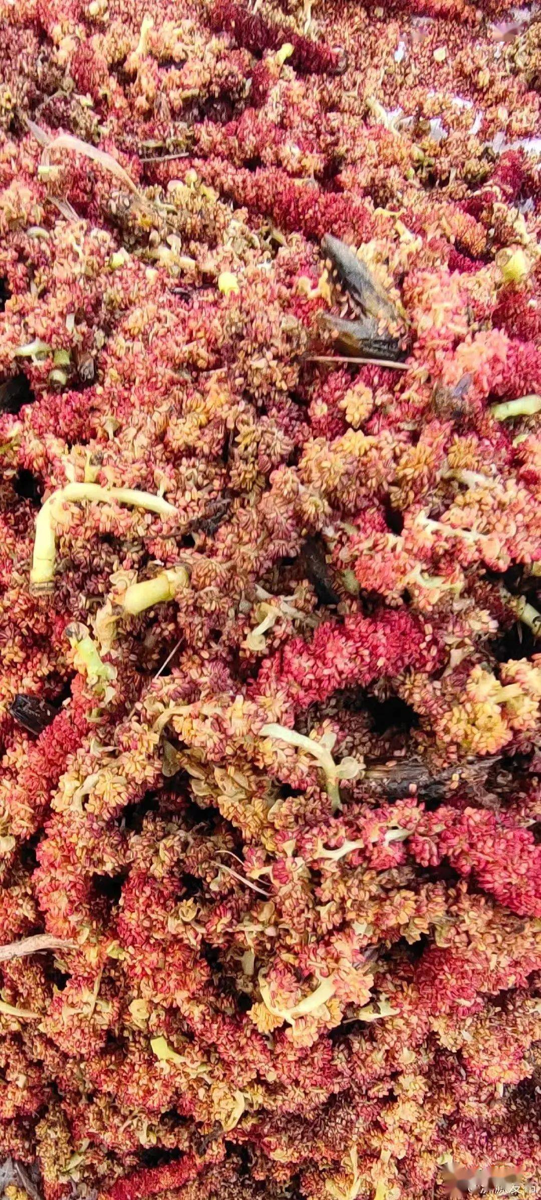 沂源_味道_杨树芒