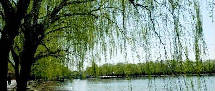 清明话“柳”丨花花万物_植物_柳树_杨柳