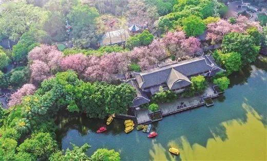紫气东来柳州紫荆花盛放演绎龙城特有紫色浪漫多家媒体争相报道
