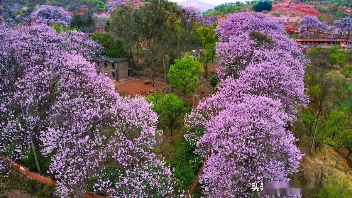 昆明寻甸柯渡镇深山中的泡桐花开演绎紫色浪漫