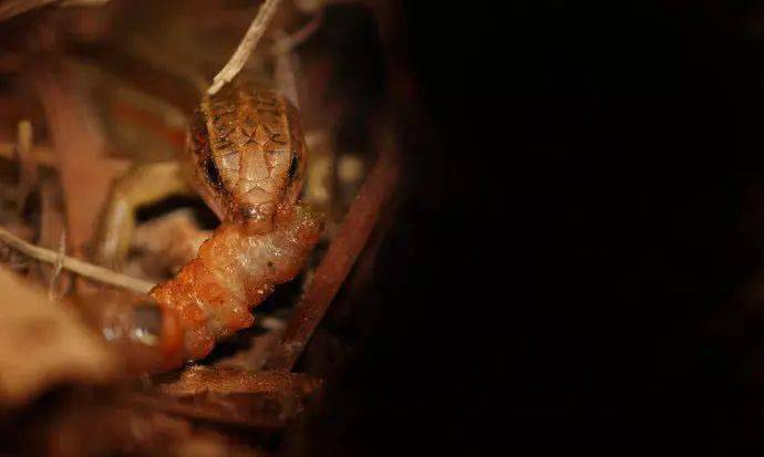 农村人叫它"四脚蛇"但它既不是蛇也不咬人,现在很难见到了