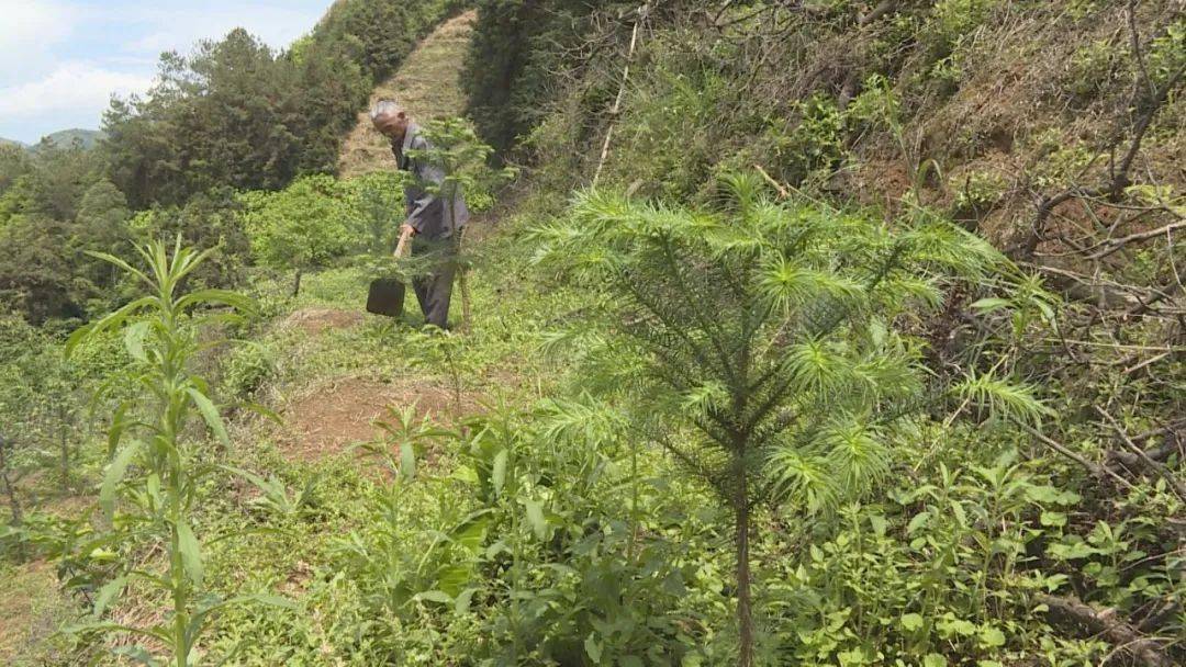 生态环境保护芦溪镇实施退果还林走绿色发展之路