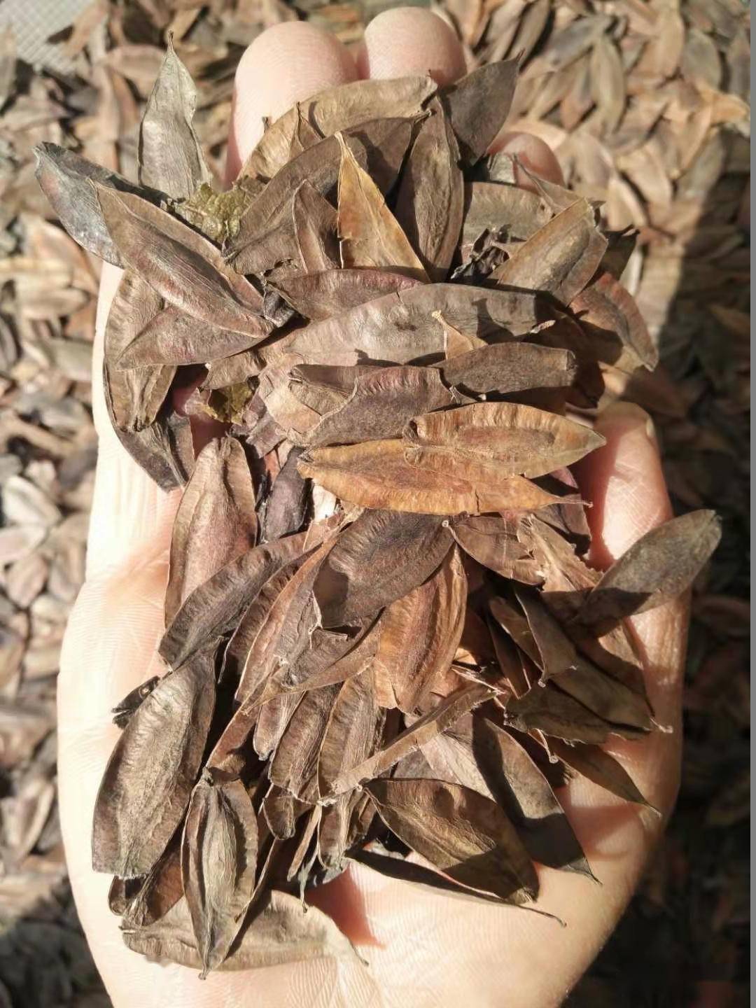 浅谈杜仲引种栽培及造林技术_催芽_苗木_种子