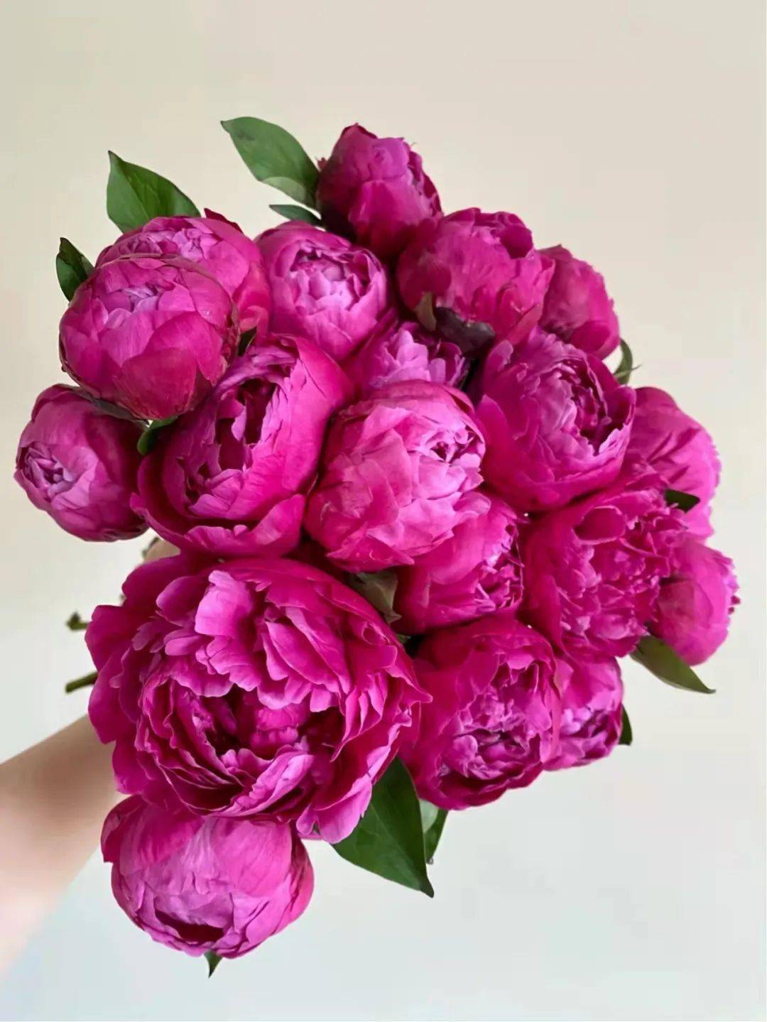 今日芍药红富士