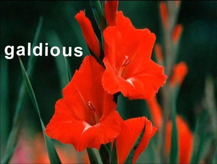 最全鲜花英文名称汇总及配图附视频跟读