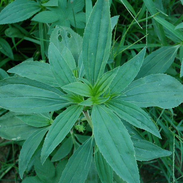 生态杀手通缉令黄顶菊图片