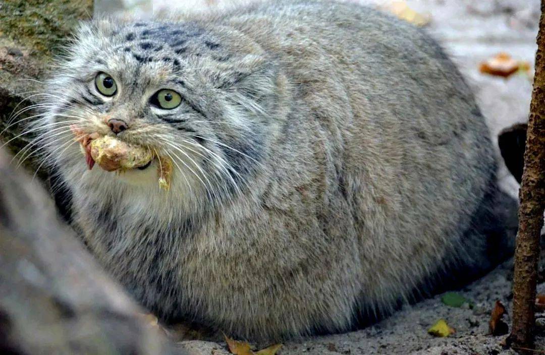 兔狲你在全国人民面前说我4秒