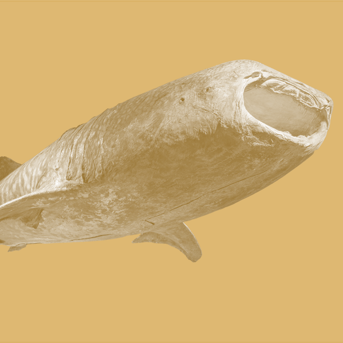 鲸鲨标本图片