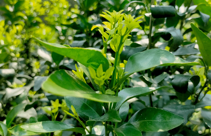 柑橘春梢多而旺长果难保怎么办