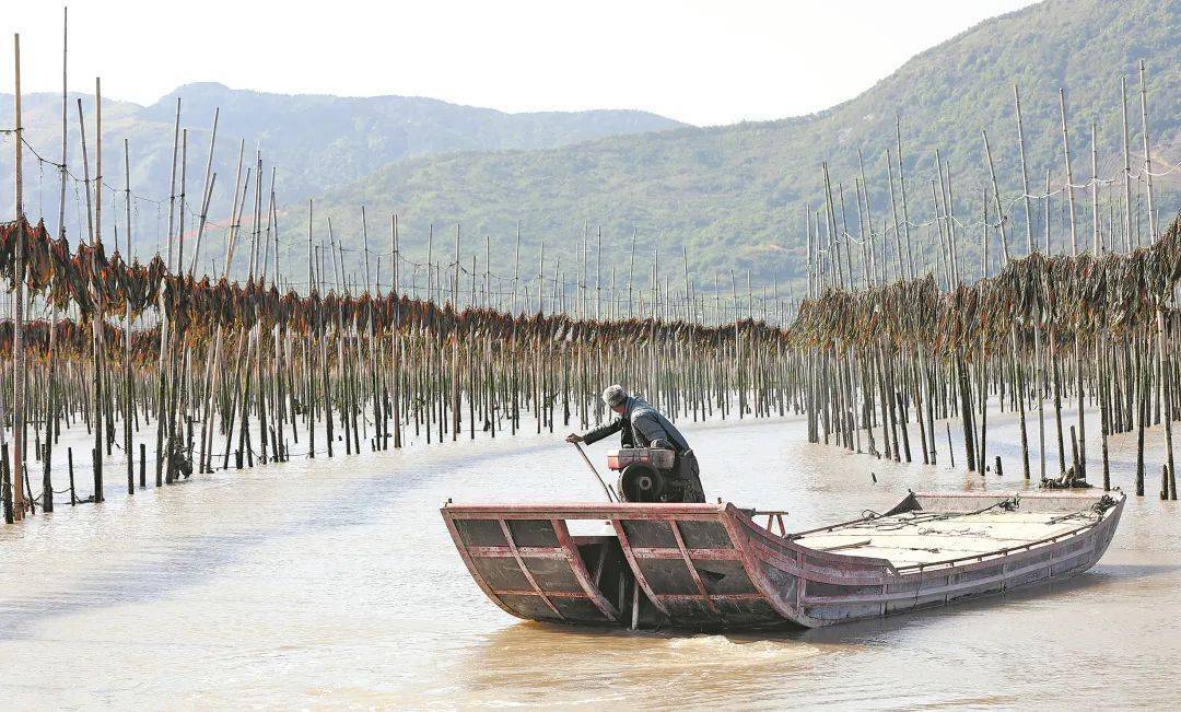 霞浦海带迎来收获季