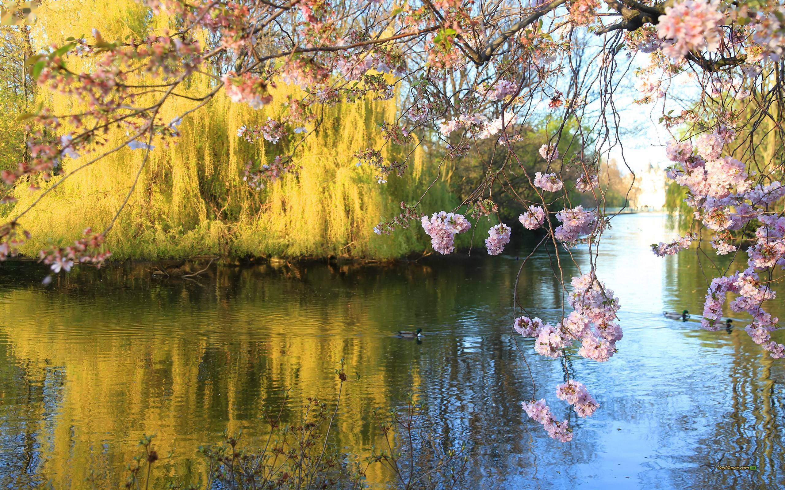 阳春三月樱花烂漫