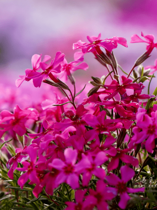 这个春天赴一场不一样的樱花宴