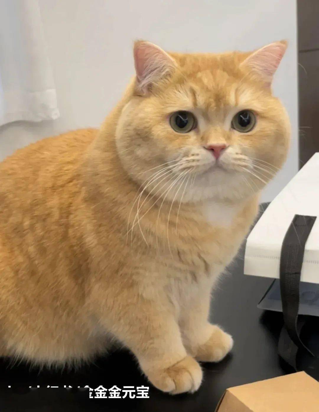 我家猫一年生了100颗蛋蛋咋办