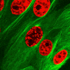 高中生物现象的29张酷炫动图知识点考点轻松理解建议收藏