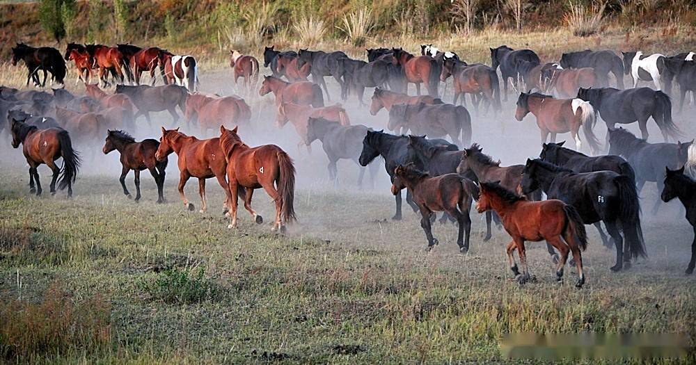 锡林郭勒草原上奔驰的骏马_马群_内蒙_自由