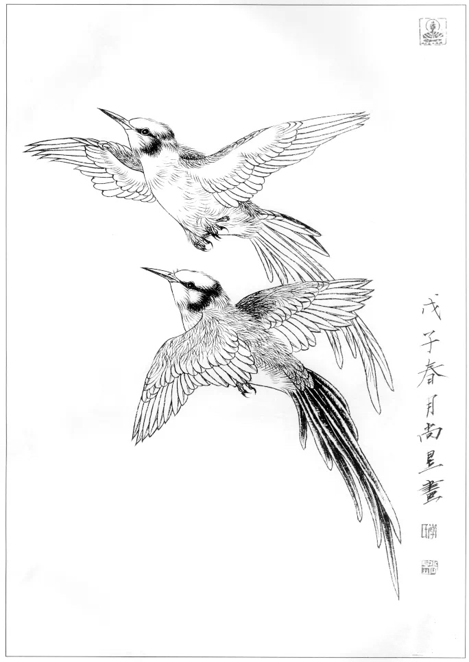 素材一組工筆畫禽鳥白描稿30圖以及畫鳥的關鍵點值得收藏