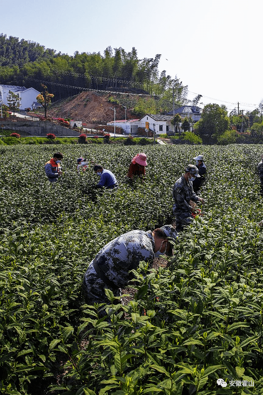 高山茶园采茶忙