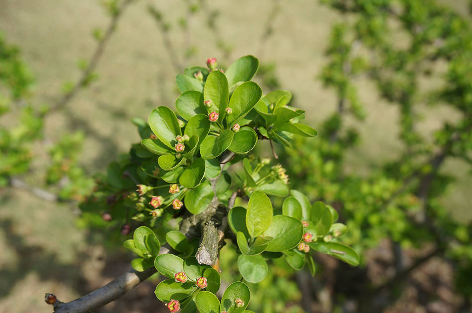 受访者 供图3月28日,槭树的春色叶.