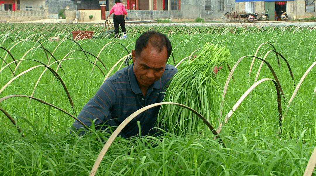 博白茂江村1000多亩蕹菜喜迎丰收这下菜农赚翻了