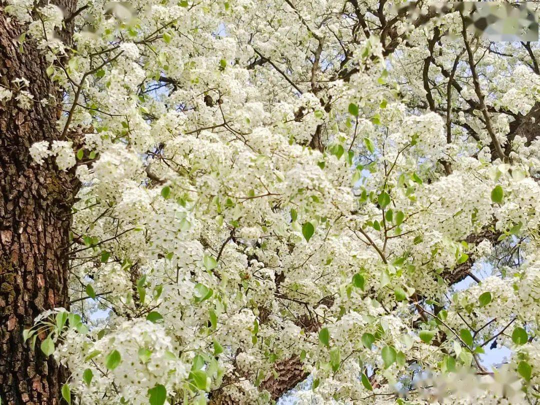棠梨树壮观华美,吸引一些游客,爱美的泗县女孩子欣赏花树,在花树下