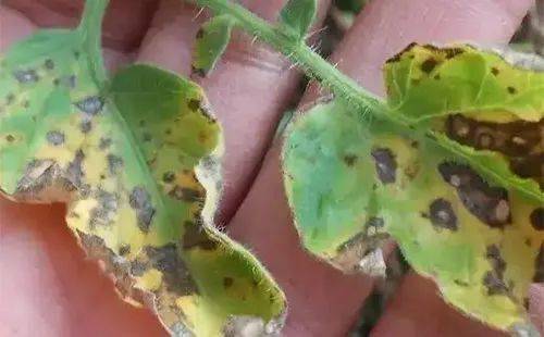 嘧菌酯杀菌效果好但是容易发生药害怎么用才安全