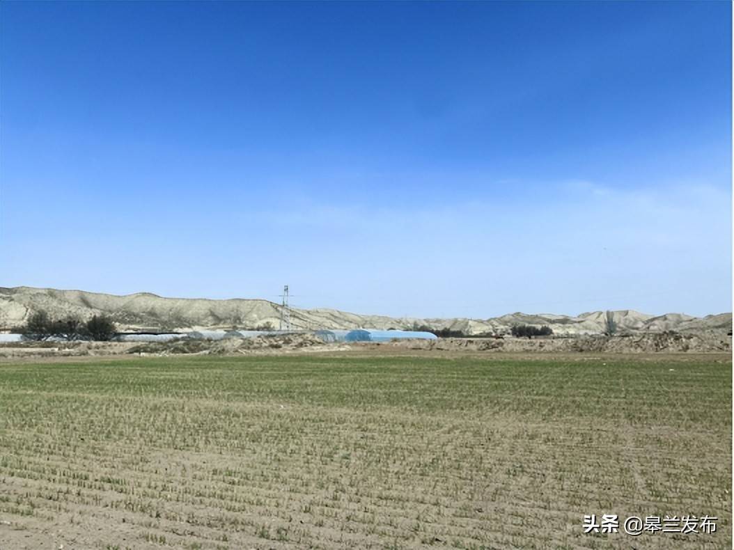 皋兰县石洞镇明星村麦苗青青孕育丰收希望