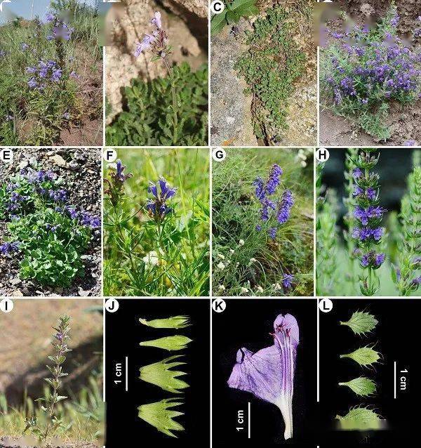 昆明植物所在唇形科青兰属分类学与生物地理学研究方面取得进展