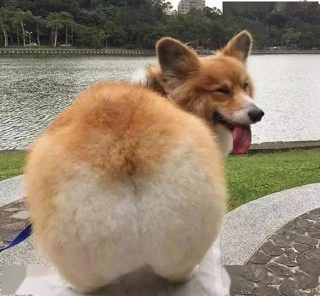 save your ass 可不是"救救你的屁股",别想歪了_going_例句_短语