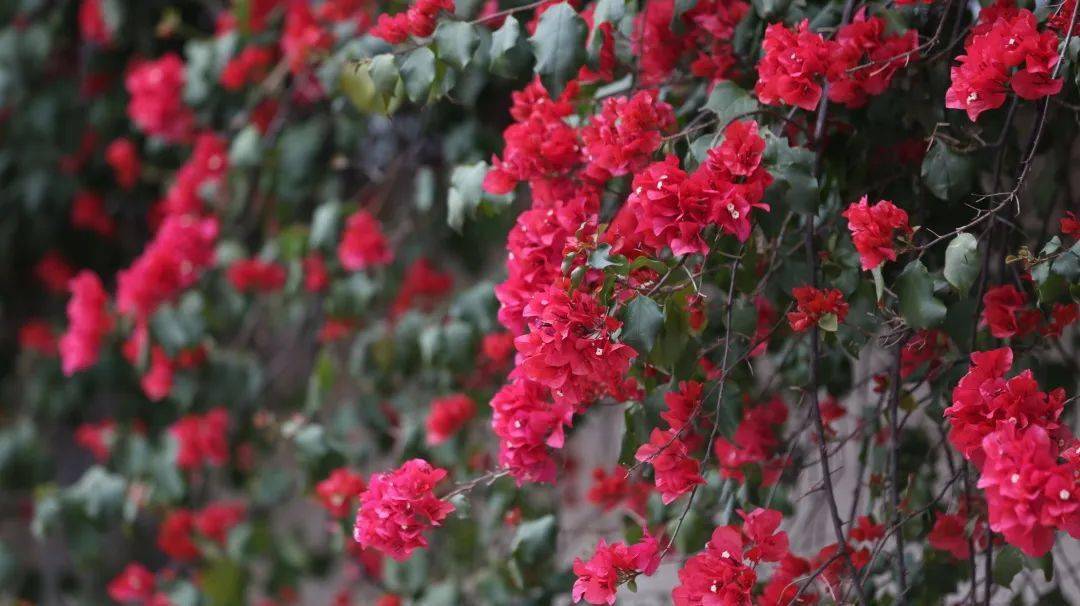 绚如彩霞西昌三角梅一键启动怒放模式